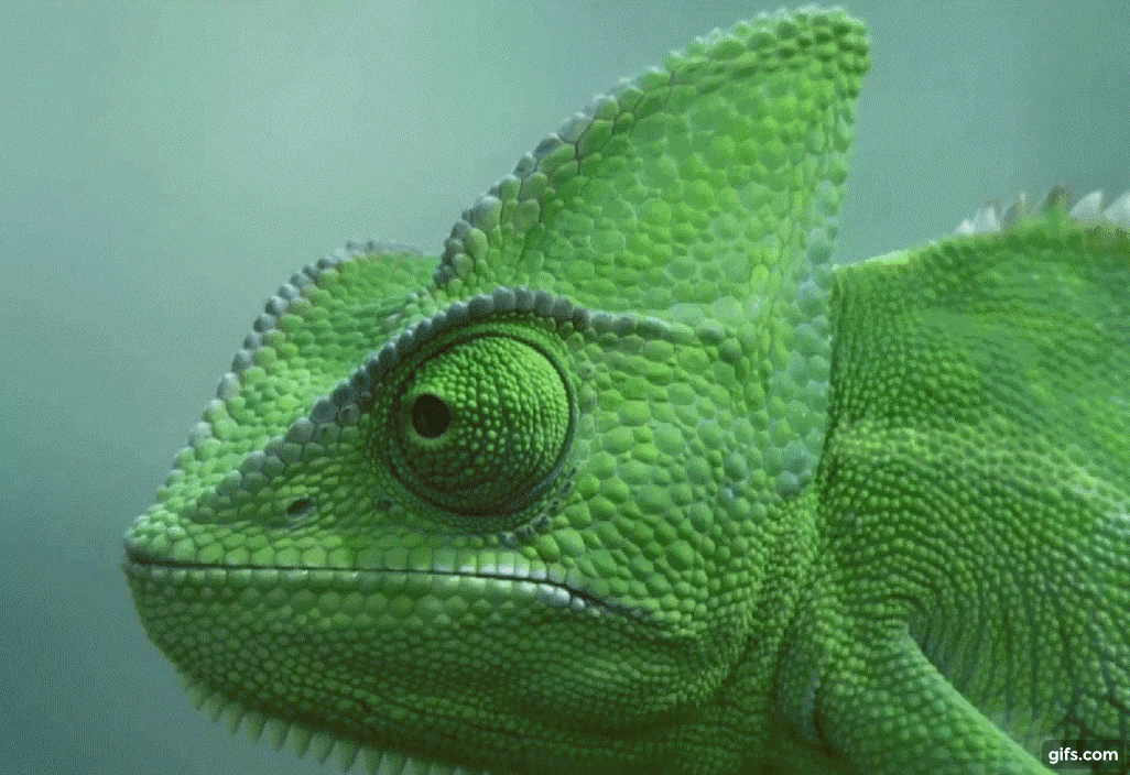 A chameleon looking shifty because he's bought too many unused domains